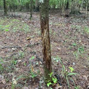 Photo #44 of SOLD property in Off Whachapreague Rd , Wachapreague, VA 40.0 acres