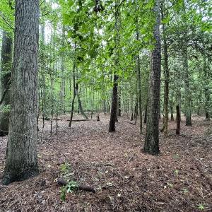 Photo #46 of SOLD property in Off Whachapreague Rd , Wachapreague, VA 40.0 acres