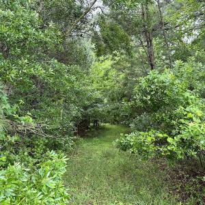 Photo #47 of SOLD property in Off Whachapreague Rd , Wachapreague, VA 40.0 acres