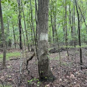 Photo #48 of SOLD property in Off Whachapreague Rd , Wachapreague, VA 40.0 acres