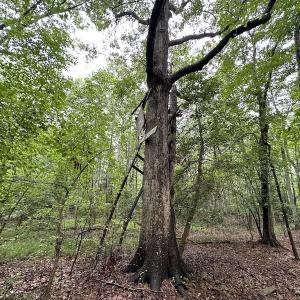 Photo #49 of SOLD property in Off Whachapreague Rd , Wachapreague, VA 40.0 acres
