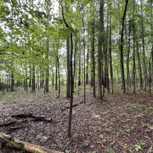Photo #50 of SOLD property in Off Whachapreague Rd , Wachapreague, VA 40.0 acres