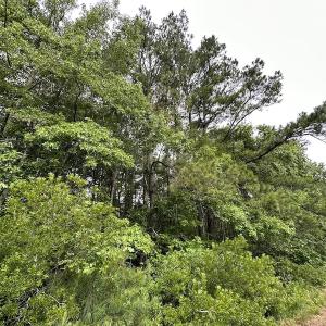 Photo #51 of SOLD property in Off Whachapreague Rd , Wachapreague, VA 40.0 acres