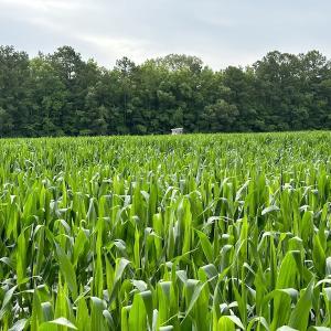 Photo #52 of SOLD property in Off Whachapreague Rd , Wachapreague, VA 40.0 acres