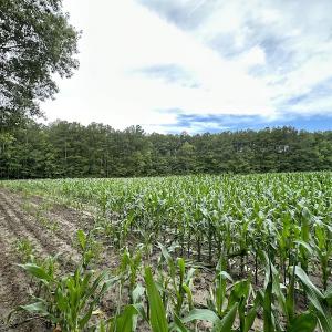 Photo #53 of SOLD property in Off Whachapreague Rd , Wachapreague, VA 40.0 acres