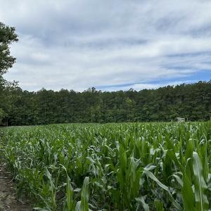 Photo #54 of SOLD property in Off Whachapreague Rd , Wachapreague, VA 40.0 acres