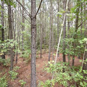 Photo #12 of SOLD property in Off River Town Rd, Yale, VA 90.0 acres