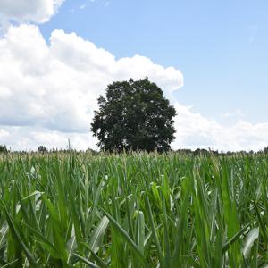 Photo #6 of SOLD property in Off River Town Rd, Yale, VA 90.0 acres