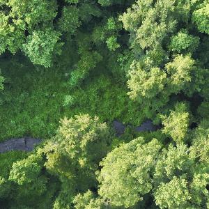 Photo #10 of SOLD property in Off Dunn Rd, Eastover, NC 23.8 acres