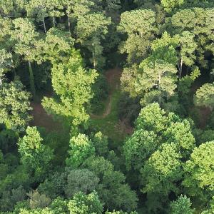Photo #11 of SOLD property in Off Dunn Rd, Eastover, NC 23.8 acres