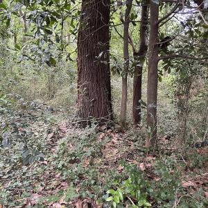 Photo #15 of SOLD property in Off Dunn Rd, Eastover, NC 23.8 acres