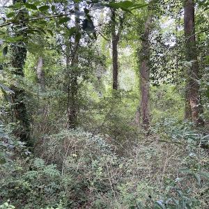 Photo #16 of SOLD property in Off Dunn Rd, Eastover, NC 23.8 acres