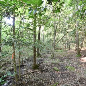 Photo #11 of SOLD property in Off Pope Station Rd, Capron, VA 70.0 acres