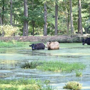 Photo #12 of SOLD property in Off Pope Station Rd, Capron, VA 70.0 acres