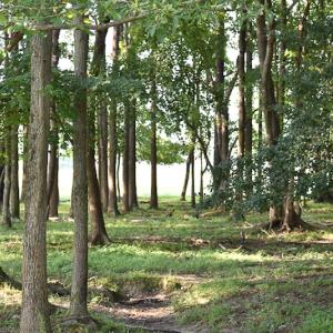 Photo #13 of SOLD property in Off Pope Station Rd, Capron, VA 70.0 acres