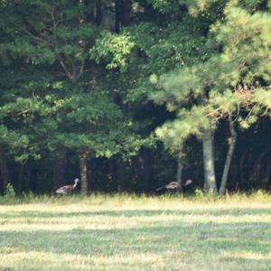 Photo #14 of SOLD property in Off Pope Station Rd, Capron, VA 70.0 acres