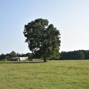 Photo #15 of SOLD property in Off Pope Station Rd, Capron, VA 70.0 acres