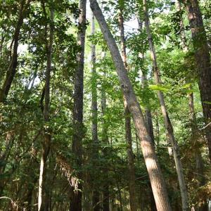 Photo #8 of SOLD property in Off Pope Station Rd, Capron, VA 70.0 acres