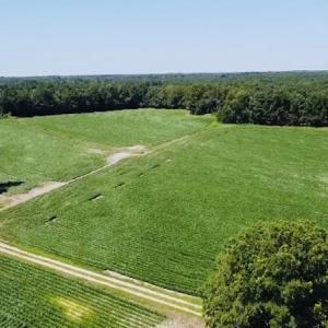 Photo #8 of SOLD property in Off SR 1423 RedHill Church Rd, Whitakers, NC 101.0 acres