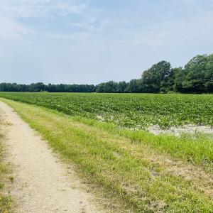 Photo #9 of SOLD property in Off SR 1423 RedHill Church Rd, Whitakers, NC 101.0 acres
