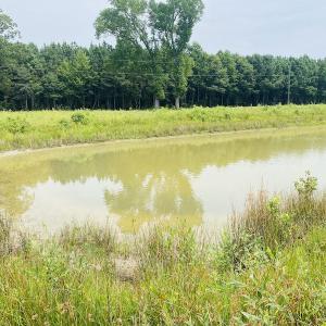 Photo #11 of SOLD property in Off SR 1423 RedHill Church Rd, Whitakers, NC 101.0 acres