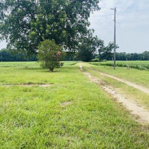 Photo #12 of SOLD property in Off SR 1423 RedHill Church Rd, Whitakers, NC 101.0 acres