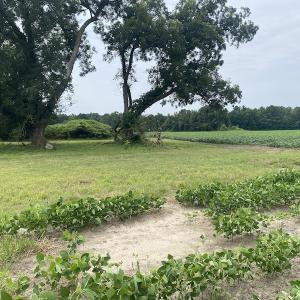 Photo #15 of SOLD property in Off SR 1423 RedHill Church Rd, Whitakers, NC 101.0 acres