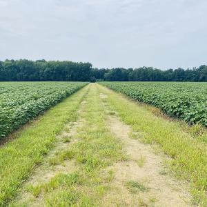 Photo #17 of SOLD property in Off SR 1423 RedHill Church Rd, Whitakers, NC 101.0 acres