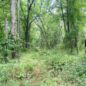 Photo #19 of SOLD property in Off SR 1423 RedHill Church Rd, Whitakers, NC 101.0 acres
