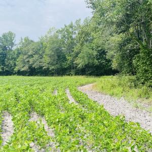 Photo #22 of SOLD property in Off SR 1423 RedHill Church Rd, Whitakers, NC 101.0 acres