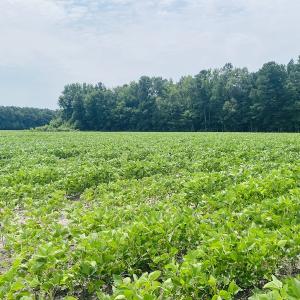 Photo #23 of SOLD property in Off SR 1423 RedHill Church Rd, Whitakers, NC 101.0 acres