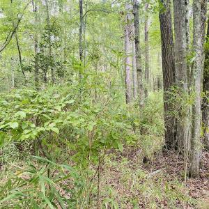 Photo #25 of SOLD property in Off SR 1423 RedHill Church Rd, Whitakers, NC 101.0 acres