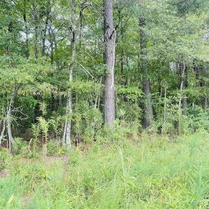 Photo #26 of SOLD property in Off SR 1423 RedHill Church Rd, Whitakers, NC 101.0 acres