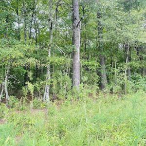 Photo #26 of SOLD property in Off SR 1423 RedHill Church Rd, Whitakers, NC 101.0 acres