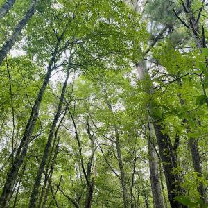 Photo #27 of SOLD property in Off SR 1423 RedHill Church Rd, Whitakers, NC 101.0 acres