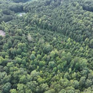 Photo #18 of SOLD property in Off Muscadine Trail, Baskerville, VA 5.0 acres