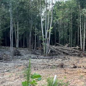 Photo #10 of SOLD property in Off Muscadine Trail, Baskerville, VA 5.0 acres