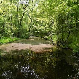 Photo #11 of SOLD property in Off Dixon Rd, Chocowinity, NC 8.3 acres