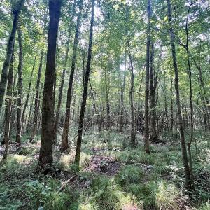 Photo #13 of SOLD property in Off Dixon Rd, Chocowinity, NC 8.3 acres