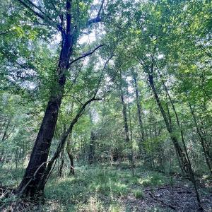 Photo #17 of SOLD property in Off Dixon Rd, Chocowinity, NC 8.3 acres