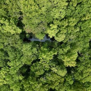 Photo #18 of SOLD property in Off Dixon Rd, Chocowinity, NC 8.3 acres