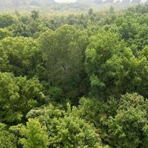 Photo #19 of SOLD property in Off Dixon Rd, Chocowinity, NC 8.3 acres