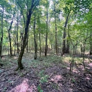 Photo #20 of SOLD property in Off Dixon Rd, Chocowinity, NC 8.3 acres