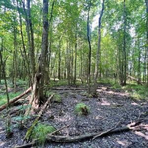 Photo #8 of SOLD property in Off Dixon Rd, Chocowinity, NC 8.3 acres
