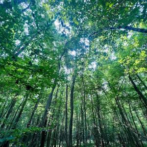 Photo #9 of SOLD property in Off Dixon Rd, Chocowinity, NC 8.3 acres