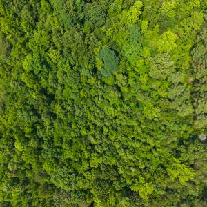 Photo #28 of SOLD property in Off Waterside Drive, Yanceyville, NC 11.5 acres