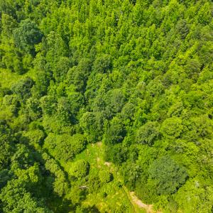 Photo #29 of SOLD property in Off Waterside Drive, Yanceyville, NC 11.5 acres