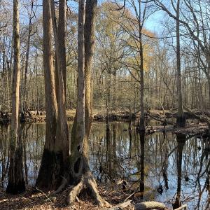 Photo #15 of Off Garland Highway, Garland, NC 278.0 acres