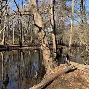 Photo #6 of Off Garland Highway, Garland, NC 278.0 acres