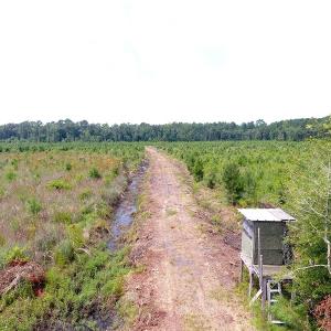 Photo #7 of Off Garland Highway, Garland, NC 278.0 acres